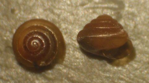 Euconulus cf. alderi